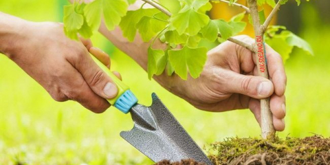 Jak dát stromy a keře na jaře